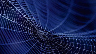 The Army Wants to Make Body Armor Out of Genetically Engineered Spider Silk